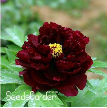 Blue Peony Flower  10 Pcs/lot, T4