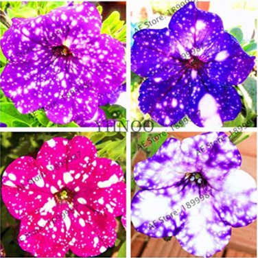 107pcs/bag Petunia Flower Garden