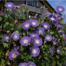 Vines Twining Vines, Morning Glory s Mix Garden ing Daffodil 10pcs T1