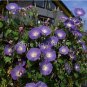 Vines Twining Vines, Morning Glory s Mix Garden ing Daffodil 10pcs T1