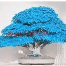20pcs/bag  blue maple tree seeds  tree seeds.  japanese sky blue maple seeds
