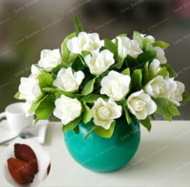 Gardenia (Cape Jasmine) Amazing Smell & Beautiful Flower  Tree  for  5 Pcs/Bag
