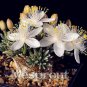 Specials 50PCS Avonia quinaria Flower Seed  T1