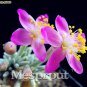 Specials 50PCS Avonia quinaria Flower Seed  T2