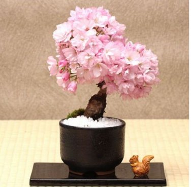 20PCS Cherry   Tree Japanese New Blossoms Sakura seeds Flower Seeds