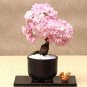 20PCS Cherry   Tree Japanese New Blossoms Sakura seeds Flower Seeds