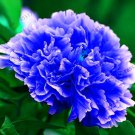 10pcs  seeds Peony Top Brass Flower Garden T3