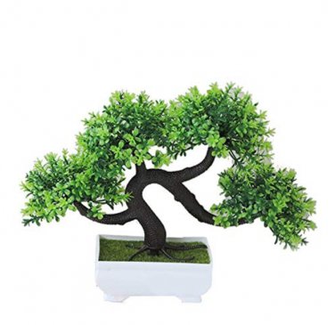 Dragon Colorful Flower  Tree SEEDS T2