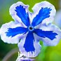 100 Ppcs American Forget-me-not Flower  Starry Eyes