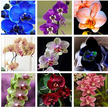 200 Pcs Phalaenopsis Orchid  Butterfly Orchid flower seeds