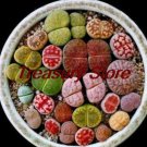 200 pcs Exotic Mini Succulent Cactus  Succulent Perennial Seed  T2