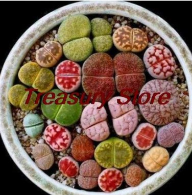200 pcs Exotic Mini Succulent Cactus  Succulent Perennial Seed  T2
