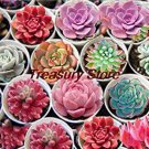 200 pcs Exotic Mini Succulent Cactus  Succulent Perennial Seed T3