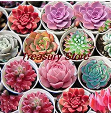 200 pcs Exotic Mini Succulent Cactus  Succulent Perennial Seed T3