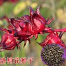 50PCS Fresh 100% Real Roselle semillas - Flower  Sementes