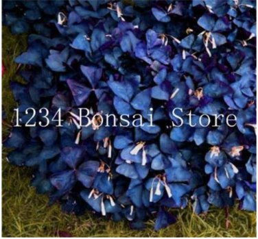 100 pcs Sensitive  Grass Flower