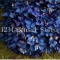 100 pcs Sensitive  Grass Flower
