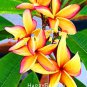 100 PCS Japanese Style Plumeria SEEDS