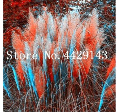 150 SEEDS  Colorful Pampas Grass Cortaderia Flower