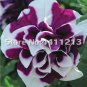 200 SEEDS Petunia Garden  Moon Night Sky Double Purple Flowers