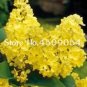 100 SEEDS Japanese Lilac  indor s Lilac Clove Flower