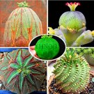Euphorbia obesa Basketball Sea Urchin 100 SEEDS