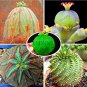 Euphorbia obesa Basketball Sea Urchin 100 SEEDS