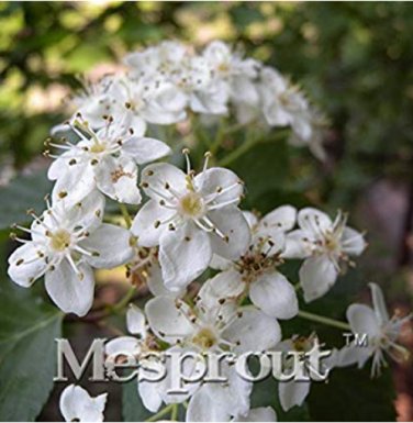 100 SEEDS Double Color Viburnum Sargenti
