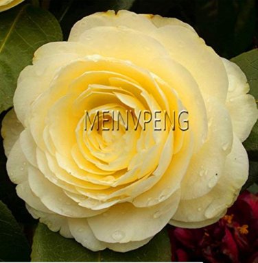 13 Colors Available Many Varieties Camellia Flores Flower