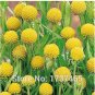 30 SEEDS Craspedia Globosa Billy Button Flower