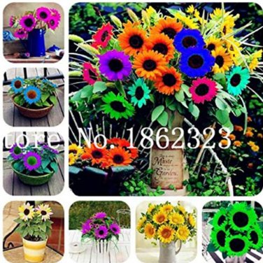 30 SEEDS Mini Multi-Colored Dwarf Sunflower