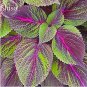 Bi-Coloured Salad Perilla Shiso, 100 Seeds