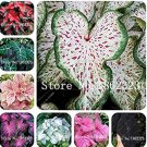 100 SEEDS Caladium Indoor s Caladium Bicolor Flower