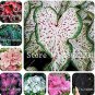 100 SEEDS Caladium Indoor s Caladium Bicolor Flower