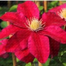 100 SEEDS/Pack Clematis Flowers, Mixed Clematis Flores 1