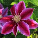 101 SEEDS/Pack Clematis Flowers, Mixed Clematis Flores 2