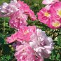 100 SEEDS Rose multiflora Nana Perpetua 'Garden Party' Hardy Shrub