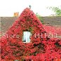 200 SEEDS Creepers Green Boston Ivy Leaf Flowers