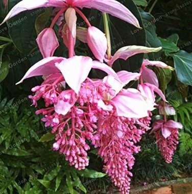 Medinilla Magnifica  Very Beautiful  Flower   for Decoration Flower  100 SEEDS