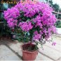 100 SEEDS Japanese Lilac (Extremely Fragrant) Clove Flower