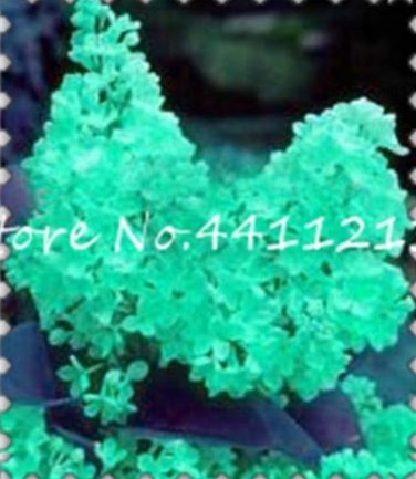 100SEEDS Purple White Lilac Clove  Flower  Tree