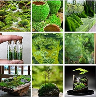 500 SEEDS Aquatic Grass s Colorful Underwater Moss Aquarium mix