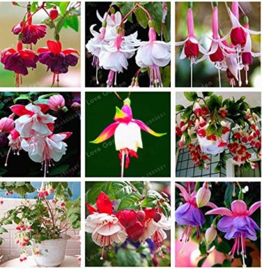 Purple Double Petals Fuchsia   Flower   s Hanging Fuchsia Flowers 100 SEEDS mix