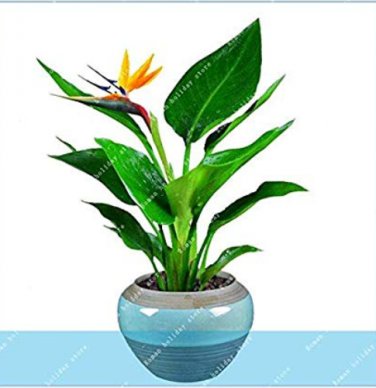 100 SEEDS 100% Real Strelitzia Reginae Indoor   Flower