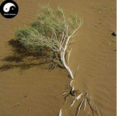 Haloxylon Ammodendron Tree Semente 50 SEEDS  Desert Tree Haloxylon