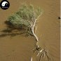Haloxylon Ammodendron Tree Semente 50 SEEDS  Desert Tree Haloxylon