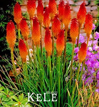 100 SEEDS Kniphofia Flower Seeds red hot