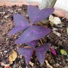 Bat Grass  Mix-Colors Christia Vespertilionis Flowers 100 SEEDS