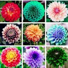 Dahlia Pachyderms Flower 50 SEEDS