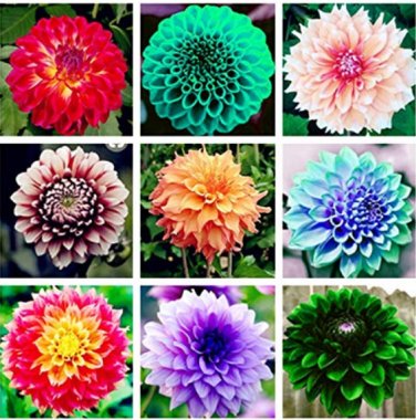 Dahlia Pachyderms Flower 50 SEEDS